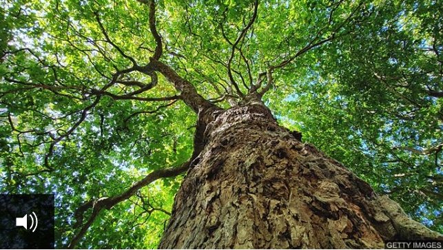 2021-03-01 Clever trees 树木的生存智慧
