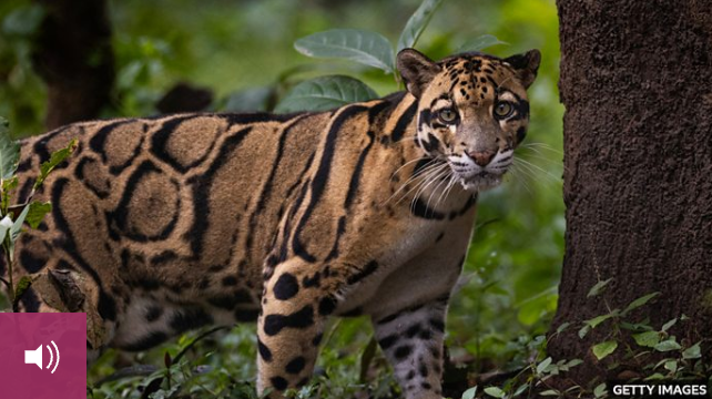 2026-01-19 UK charity put 10 endangered species on priority list to ...
